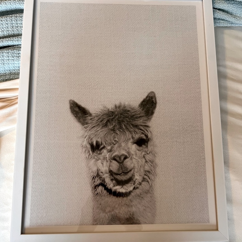 Llama print